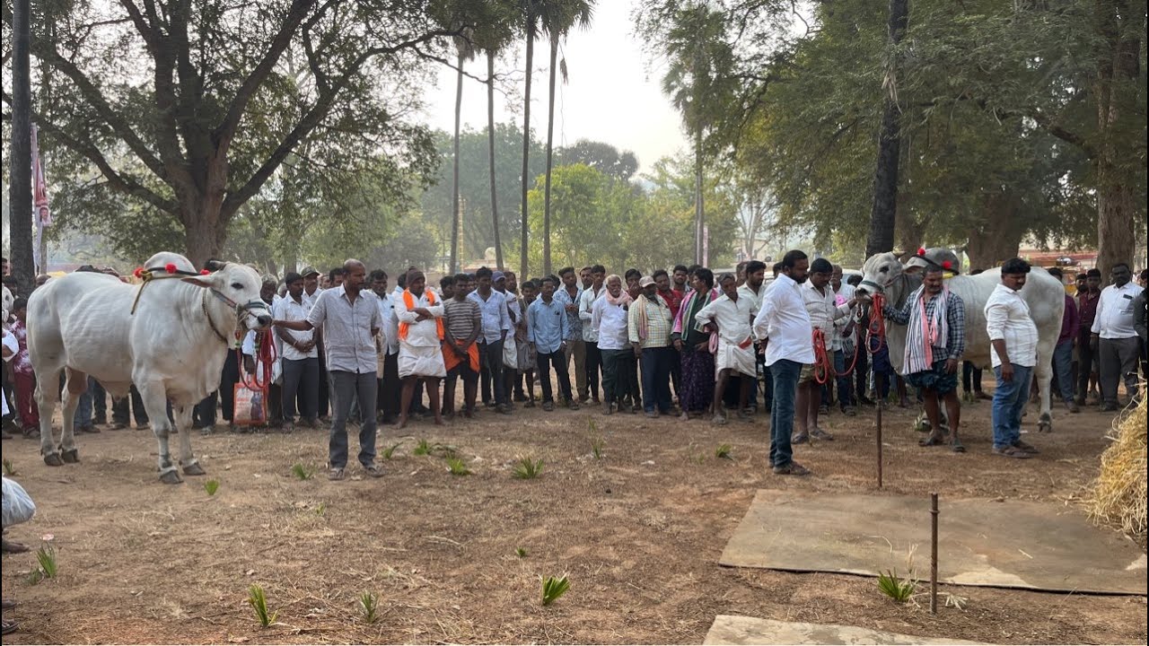 మహానంది సీనియర్స్ కాసన్నేని రాజా చౌదరి గారు వల్లభనేని మోహనరావు గారు