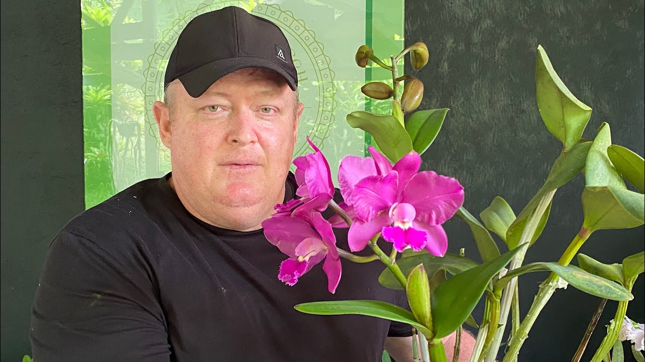 Mudas de Orquídeas a Venda | NOVIDADES!