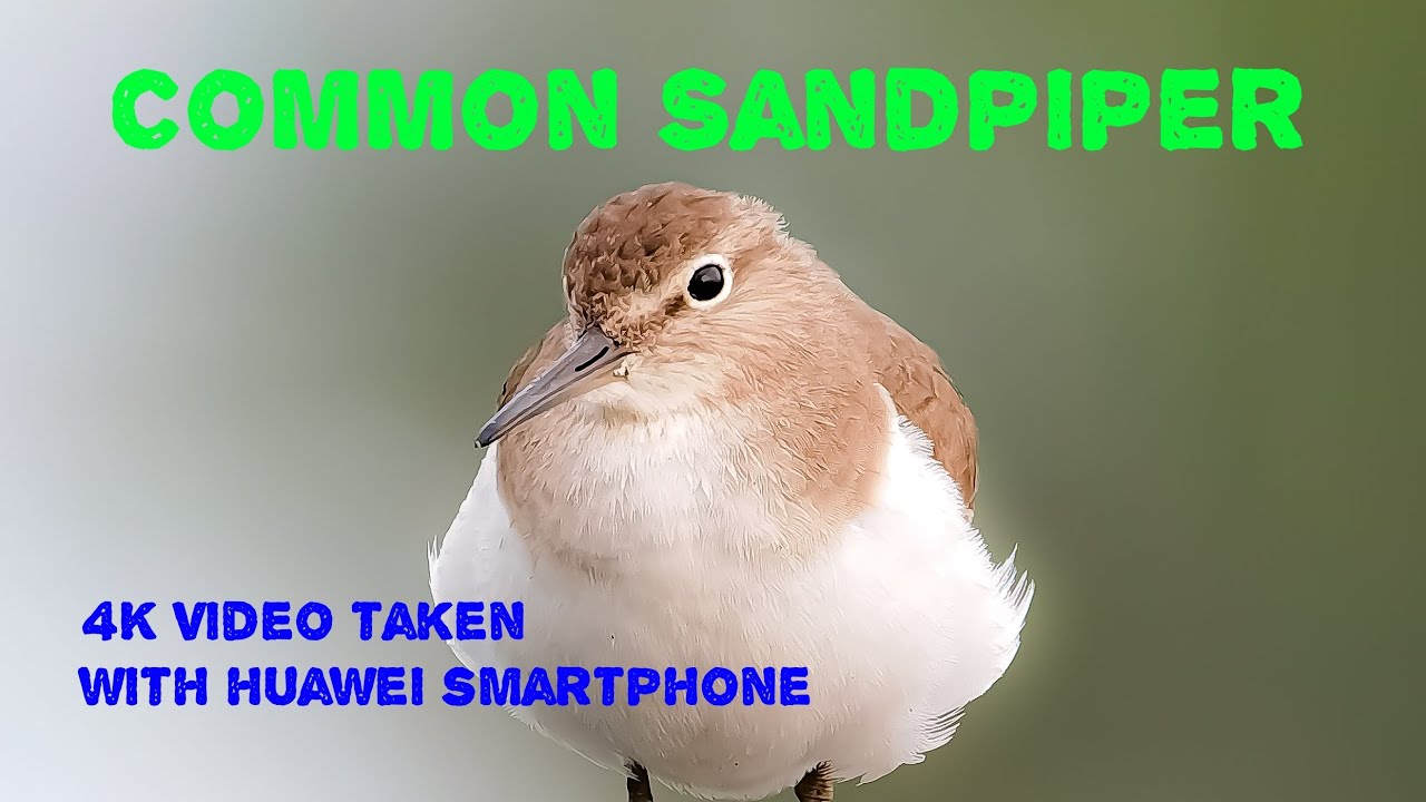 Common Sandpiper 4K