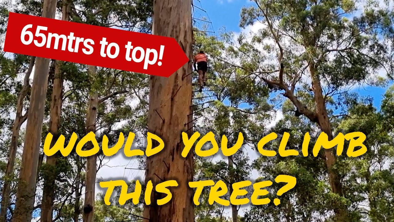 NO SAFETY NET Sailing family crazy tree climb - Ep 151