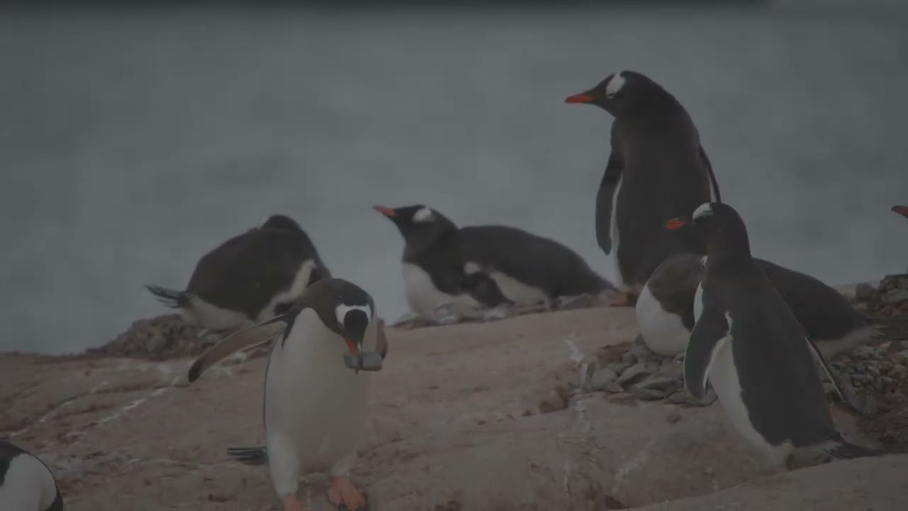 Face to Face With The Wildlife of Antactica