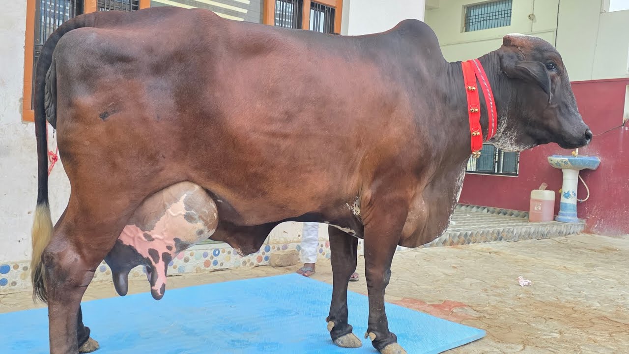 अबतक की सबसे बेमिसाल गिरलैन्डो बिक्री के उपलब्ध ! शकील डेयरी फार्म।8127933448,9936366262,8127932875 
