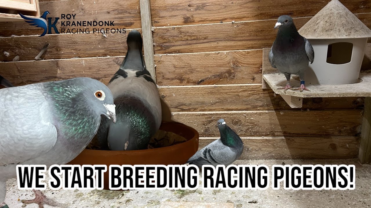 We Start Breeding Racing Pigeons | First 3 pairs are made! | Breeding 2025 |