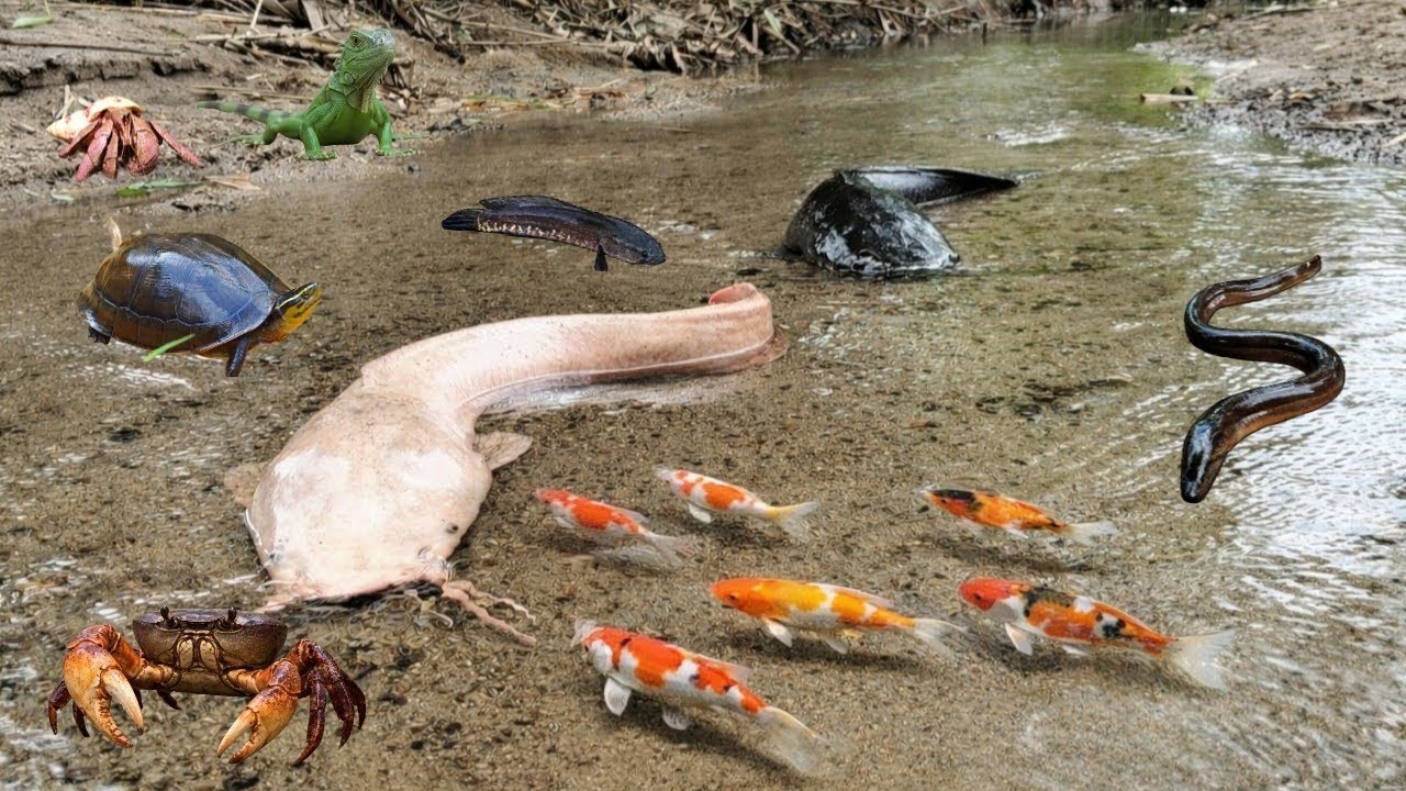 Menangkap Ikan Lele Jumbo Di Sungai,Ikan Koi,Ikan Gabus,Ikan Cupang,Ikan Sapu-sapu,Kelomang,Belut
