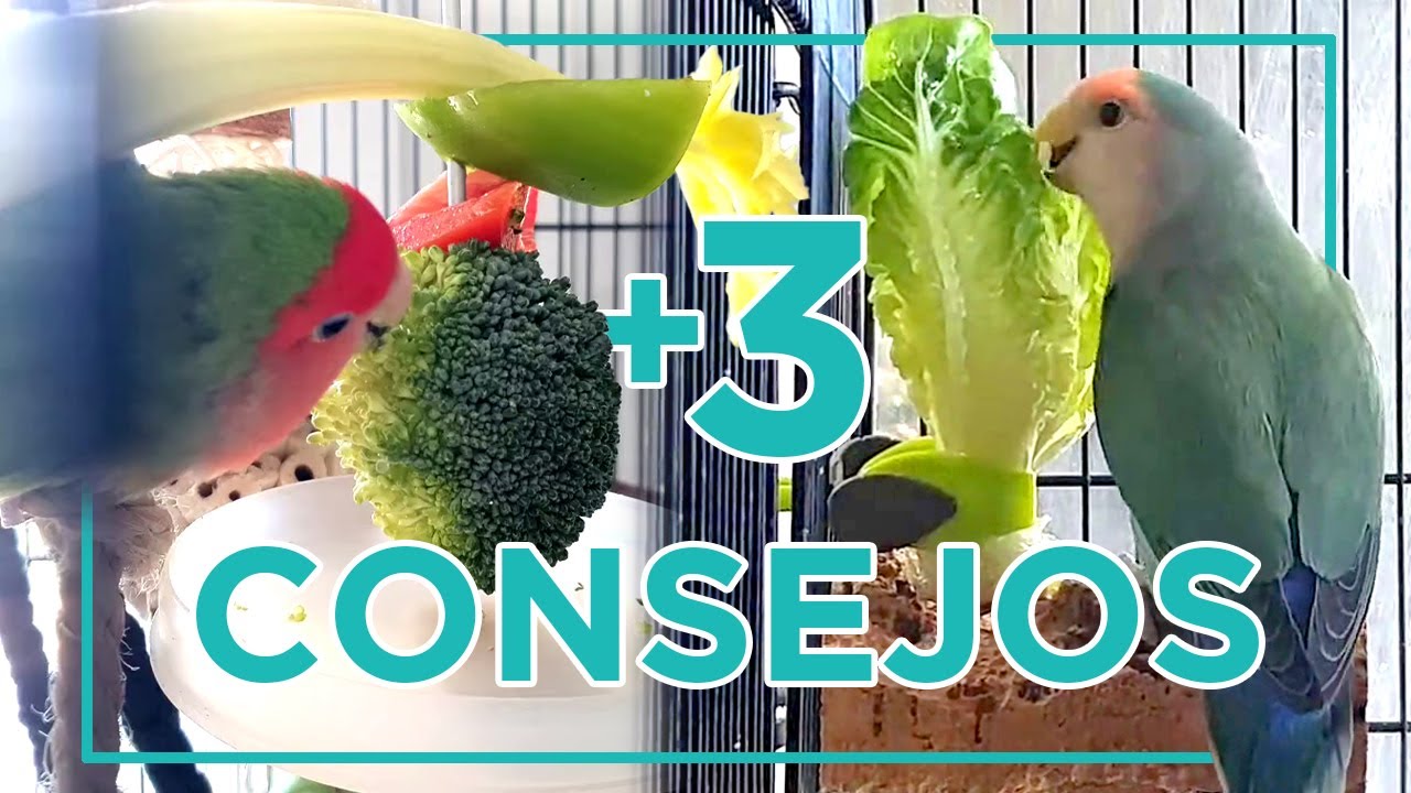 Como LOGRAR que coma FRUTA y VERDURA ~ agapornis, ninfas, periquitos, y demás loritos 🦜🍏🥕