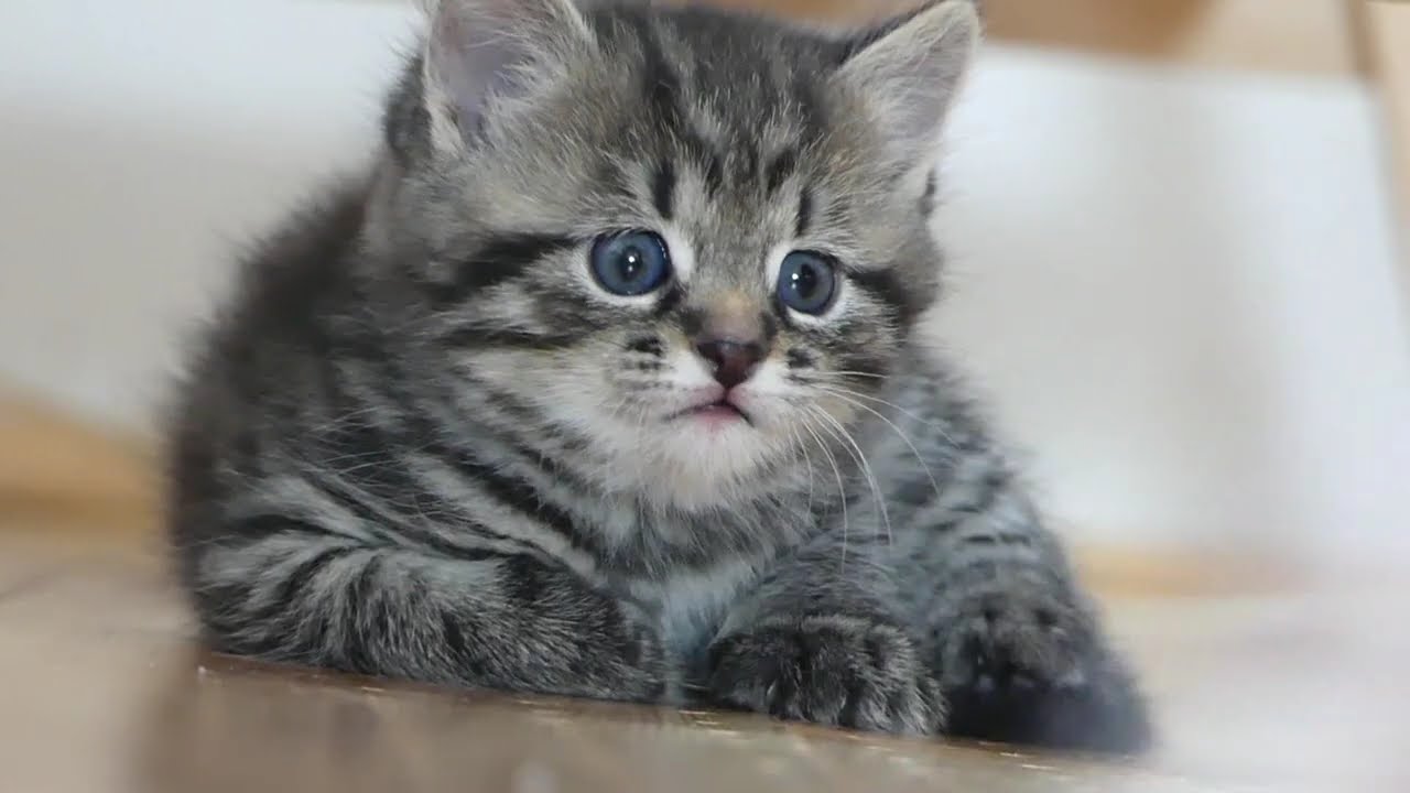 Lustige Katzenbabys