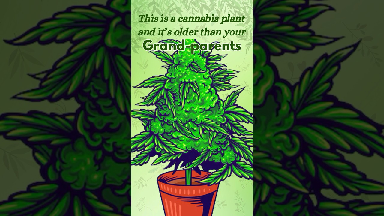 100 Years&hellip; And Still Growing - This Cannabis Plant Refuses to Die