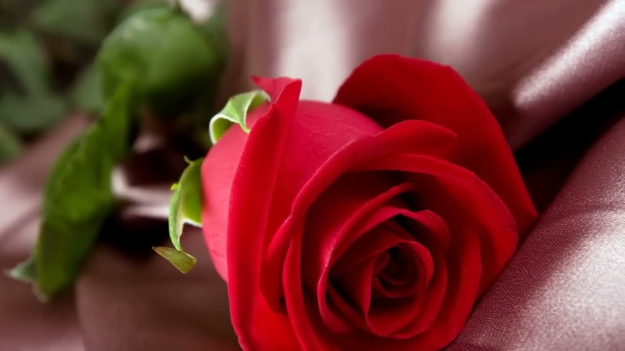 Roses from the South, Johann Strauss