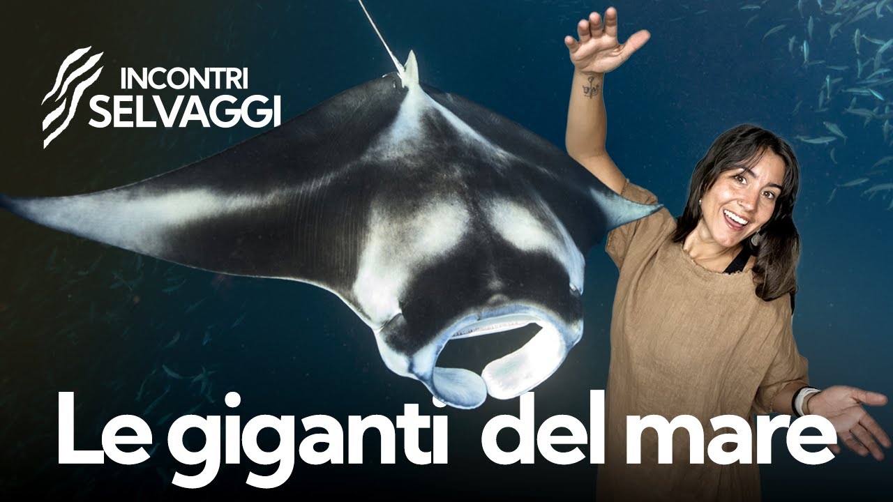 Perché la manta salta fuori dall’acqua? 🐟 Il mistero del diavolo di mare