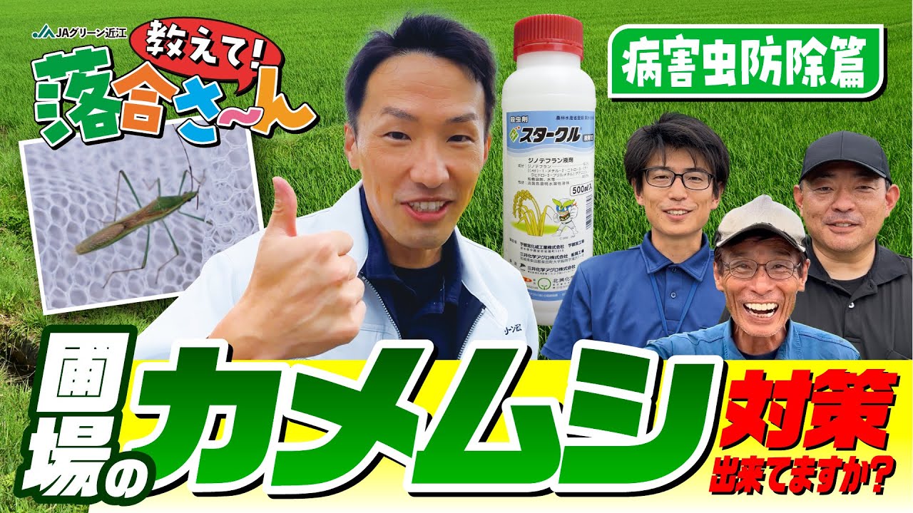 圃場のカメムシ対策出来ていますか  教えて! 落合さ〜ん「病害虫防除篇」ディレクターズカット版