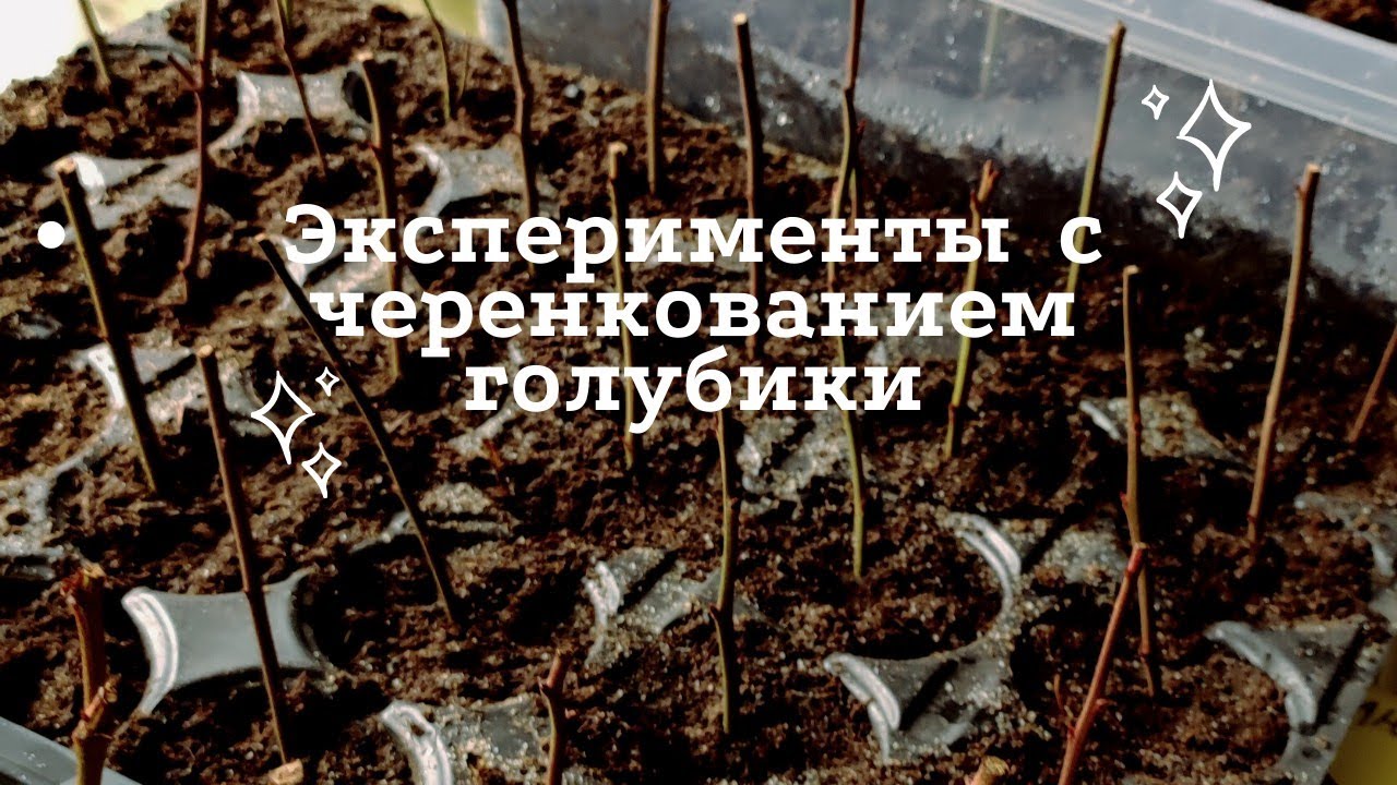 Размножение голубики черенками зимой.