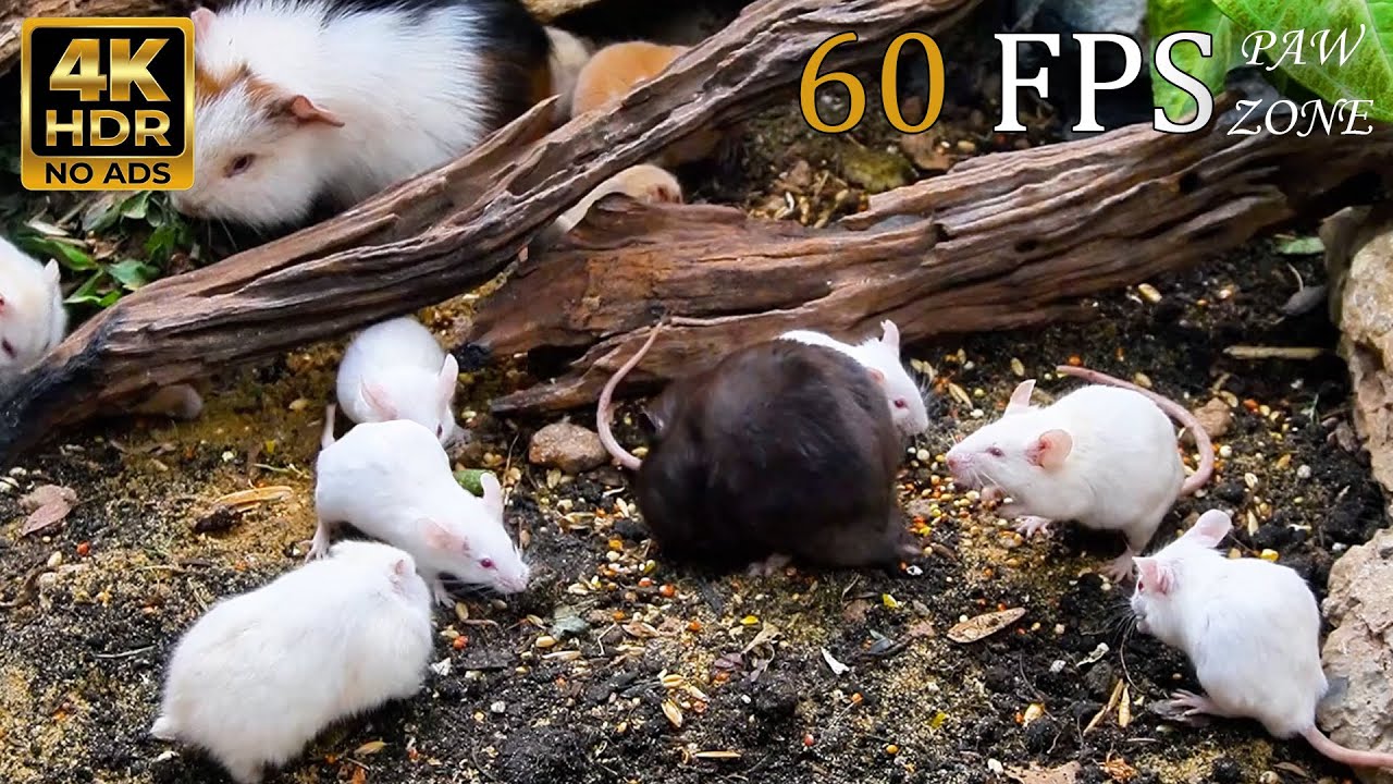 [NO ADS, NO AI] CAT TV 😺 for Cats to Watch: Real White Mice in Nature 🐭 4K HDR 60FPS