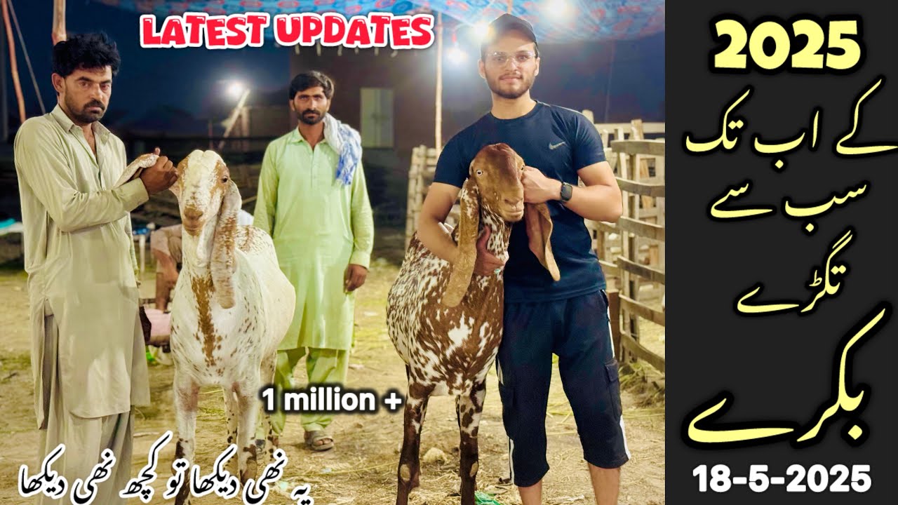 2025 biggest bakra | Faisalabad Mandi Latest Update Today | 18-5-2025 | aj maza a gya | Mandi vlog