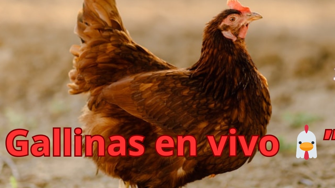 🔴 COMPORTAMIENTO DE LAS GALLINAS EN VIVO  | SONIDOS REALES SIN MÚSICA