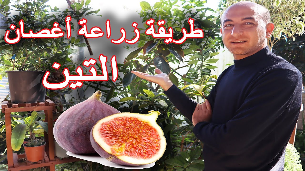 طريقة زراعة عقل و اغصان التين, How to Plant Fig Cuttings