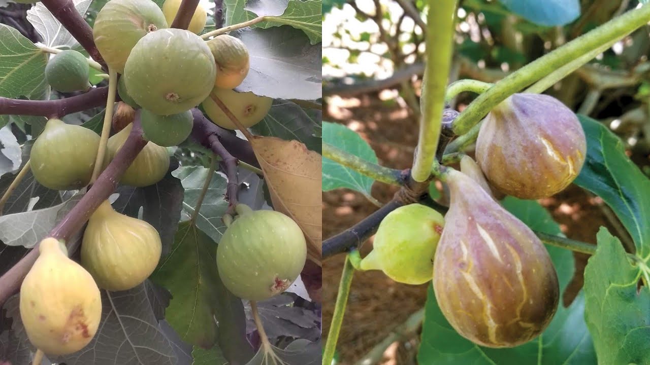 زراعة شجرة التين في المناطق الحارة أوالباردة بكل سهولة هذه الطريقة ستجعلها تثمر باسرع وقت FIG tree