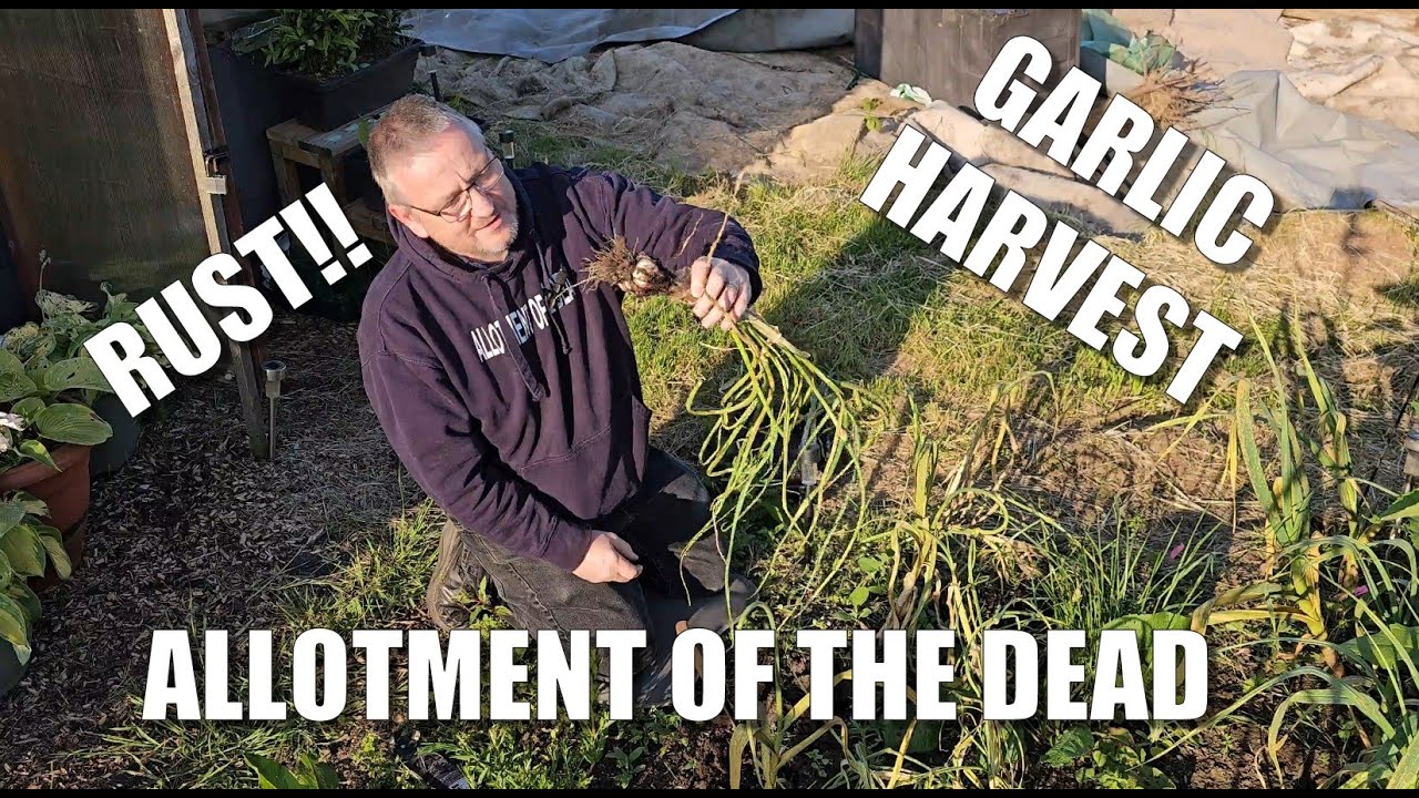 Garlic Harvest and Rust