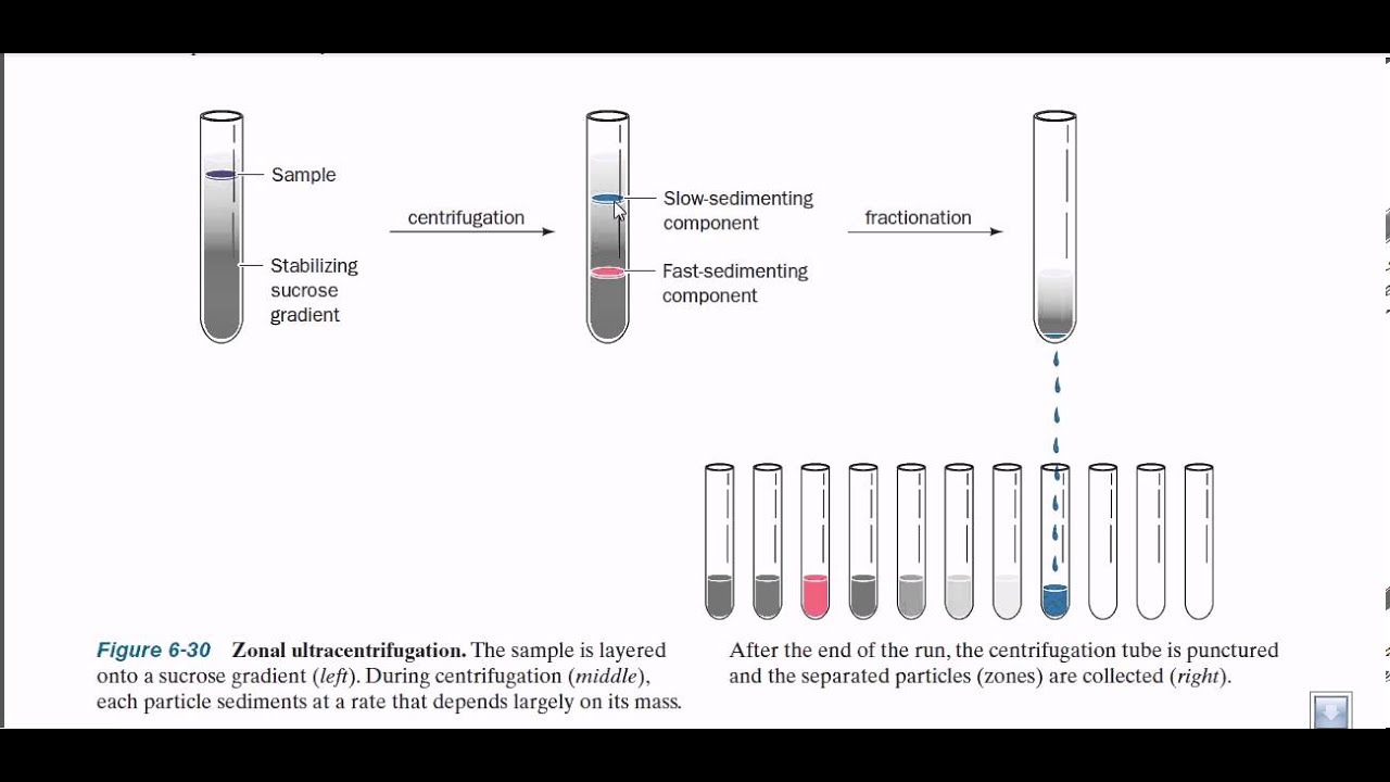 Zonal ultracentrifugation