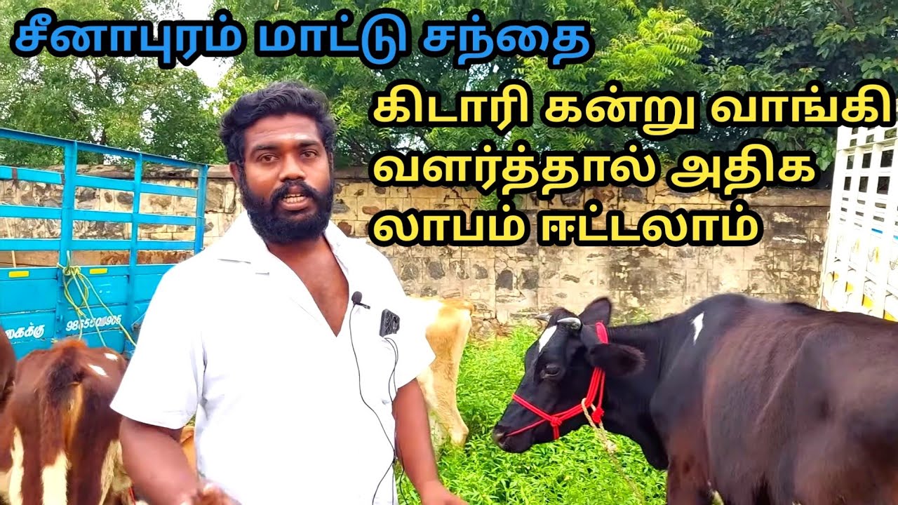 கன்று வளர்ப்பின் முக்கியத்தும்/ஒரு கிடாரி கன்று வளர்த்தாலும் லாபம் தான் #cows #cowfarm #cattlemarket