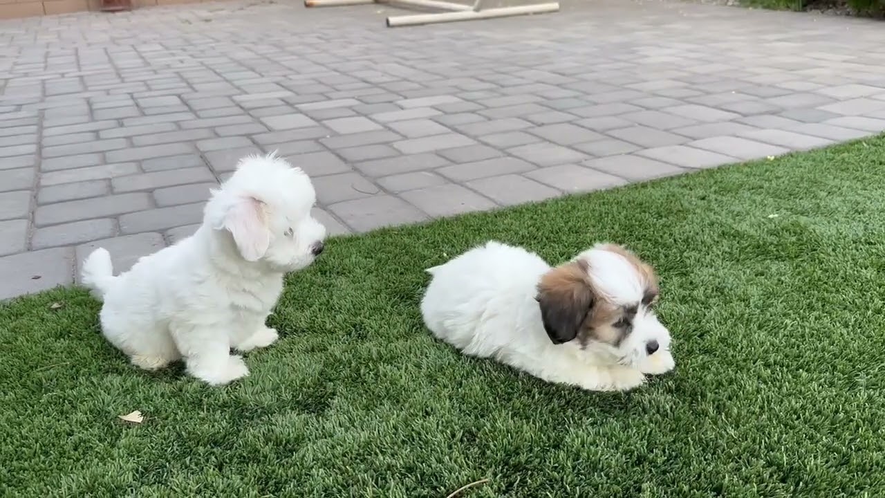 Coton de Tulear Puppies For Sale - Daisy 7/30/25
