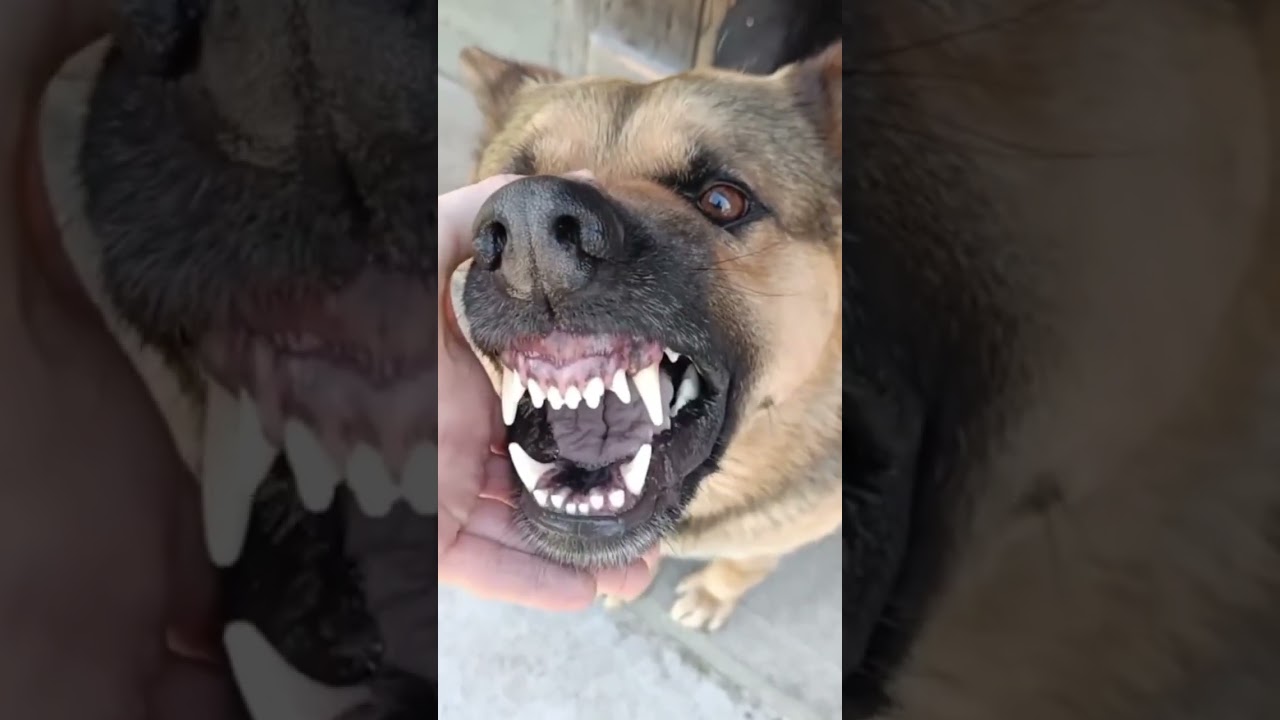 Funny Dog #Funny #Cute #Dog #Trending #ForYou