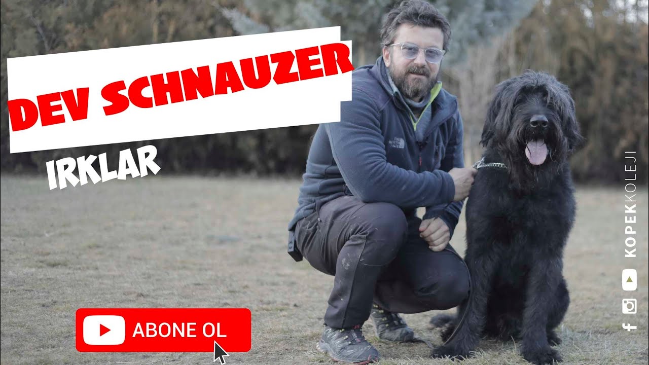 Dog Breeds - Giant Schnauzer