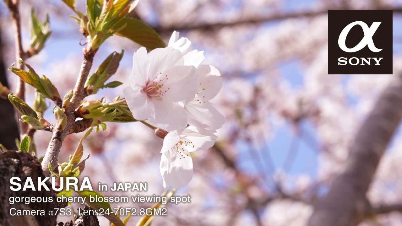 【お花見・桜絶景】観音さくらの里｜都城市高城町の満開桜と春の風景SAKURA Cherry Blossom Japan｜SONY α7S III × 24-70mm F2.8 GM II｜4K