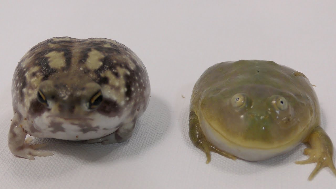 出会ってしまった2匹。2 pretty frogs