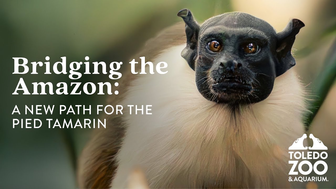 Bridging the Amazon: A New Path for the Pied Tamarin