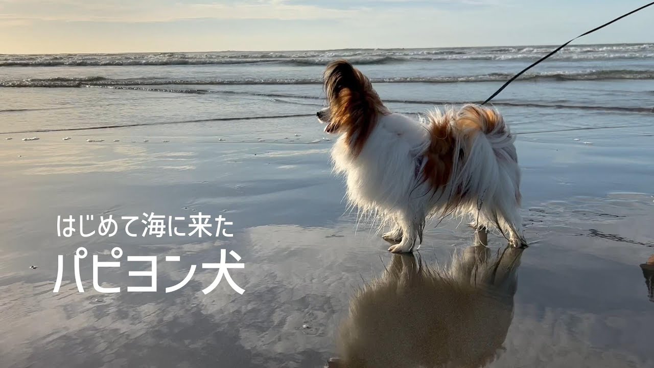 はじめて海に来た反応が全てかわいすぎるパピヨン犬 #90