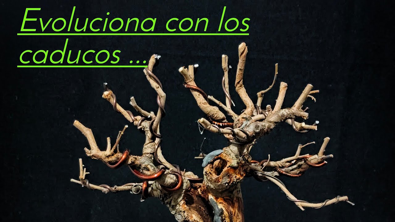 Aprende a diseñar caducos como en la naturaleza...