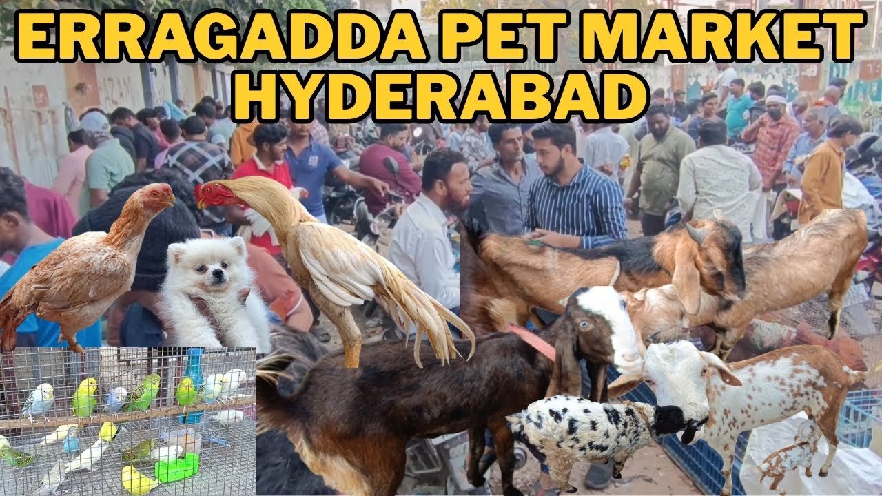 Pets for Sale in Erragadda Sunday Market | Prices & Conditions || Hyderabad Telangana (23-11-2025)