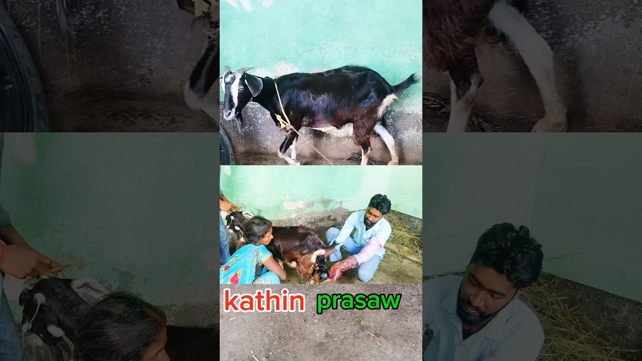 Difficult delivery (dystocia) in goat #bakrifarm #dystocia