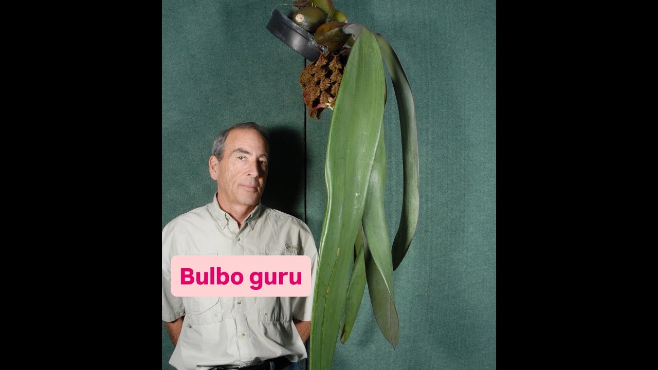 Bulbophyllum Care Guide with Bill Thoms