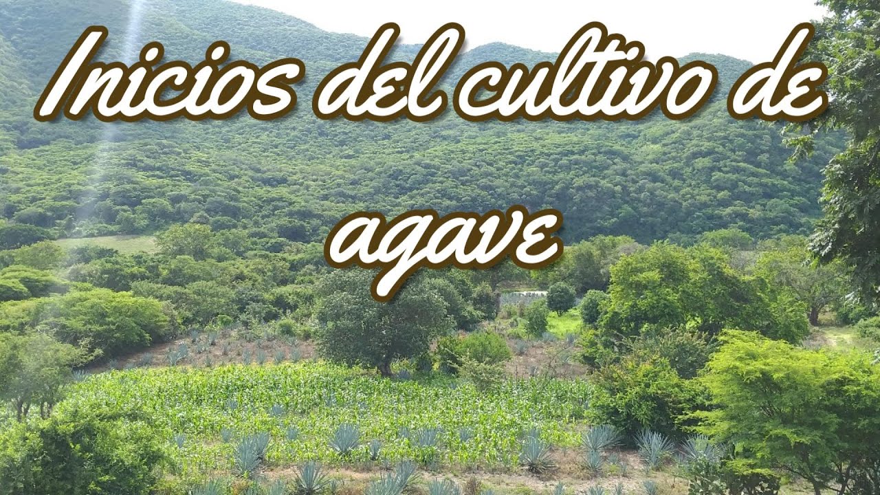 Como se inicio a cultivar agave. Parte 1