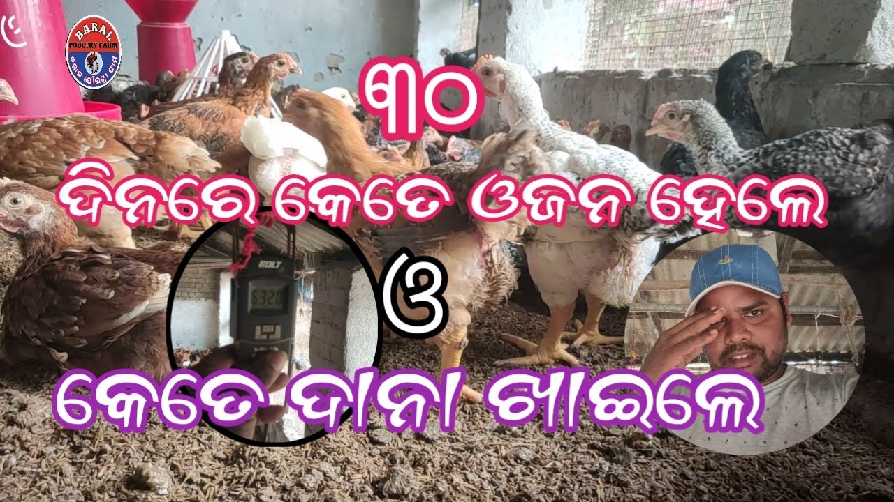30 ଦିନରେ କେତେ ଦାନା ଖାଇଲେ ଓ ଓଜନ କେତେ ହେଲେ ll ffg kukuda farm in odisha ll poultry business