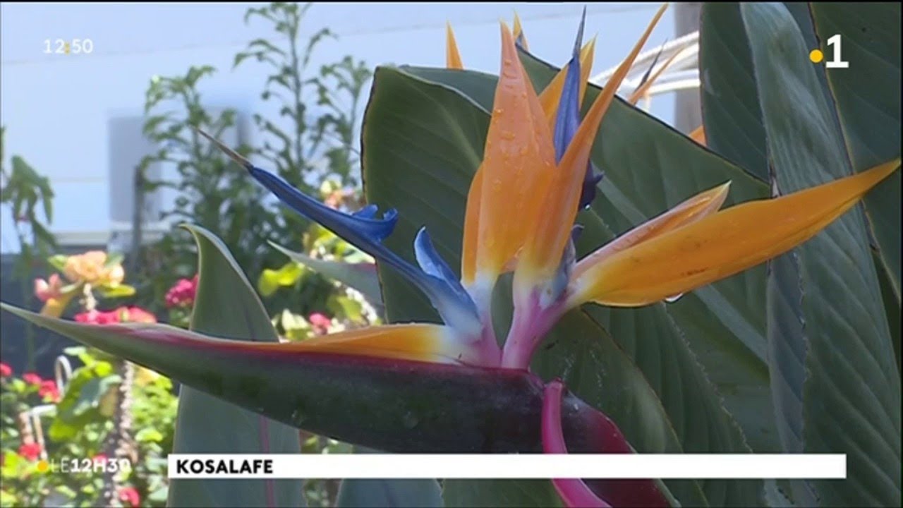 Kosalafé : les jardins créoles