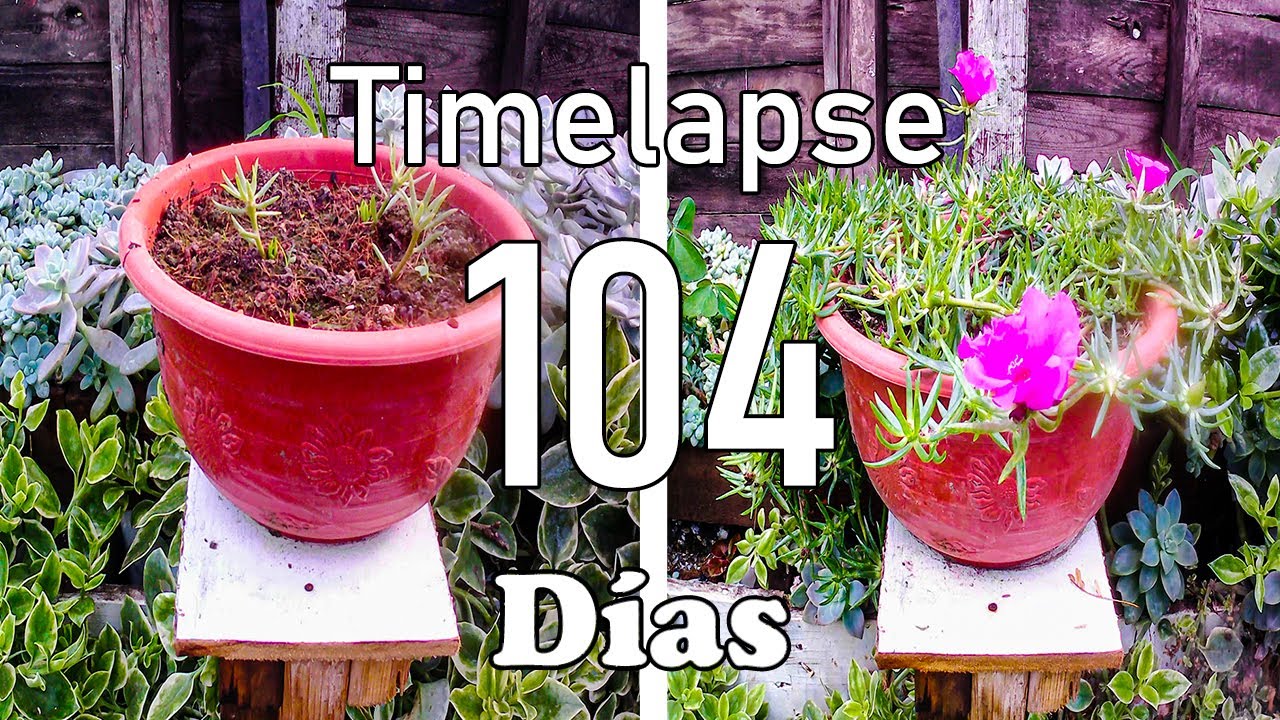 TUTORIAL como reproduccir AMOR DE UN RATO (Portulaca grandiflora) TIMELAPSE DE 104 días