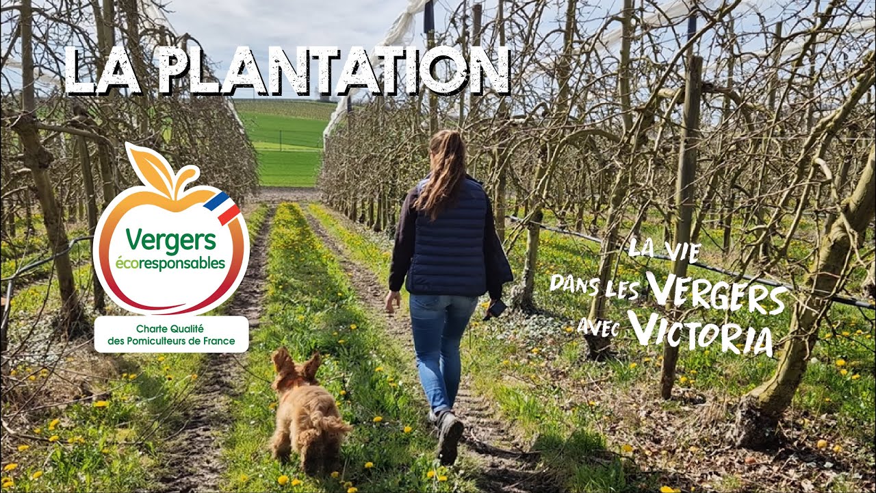 Tuto : La plantation des pommiers - Dans les vergers avec Victoria
