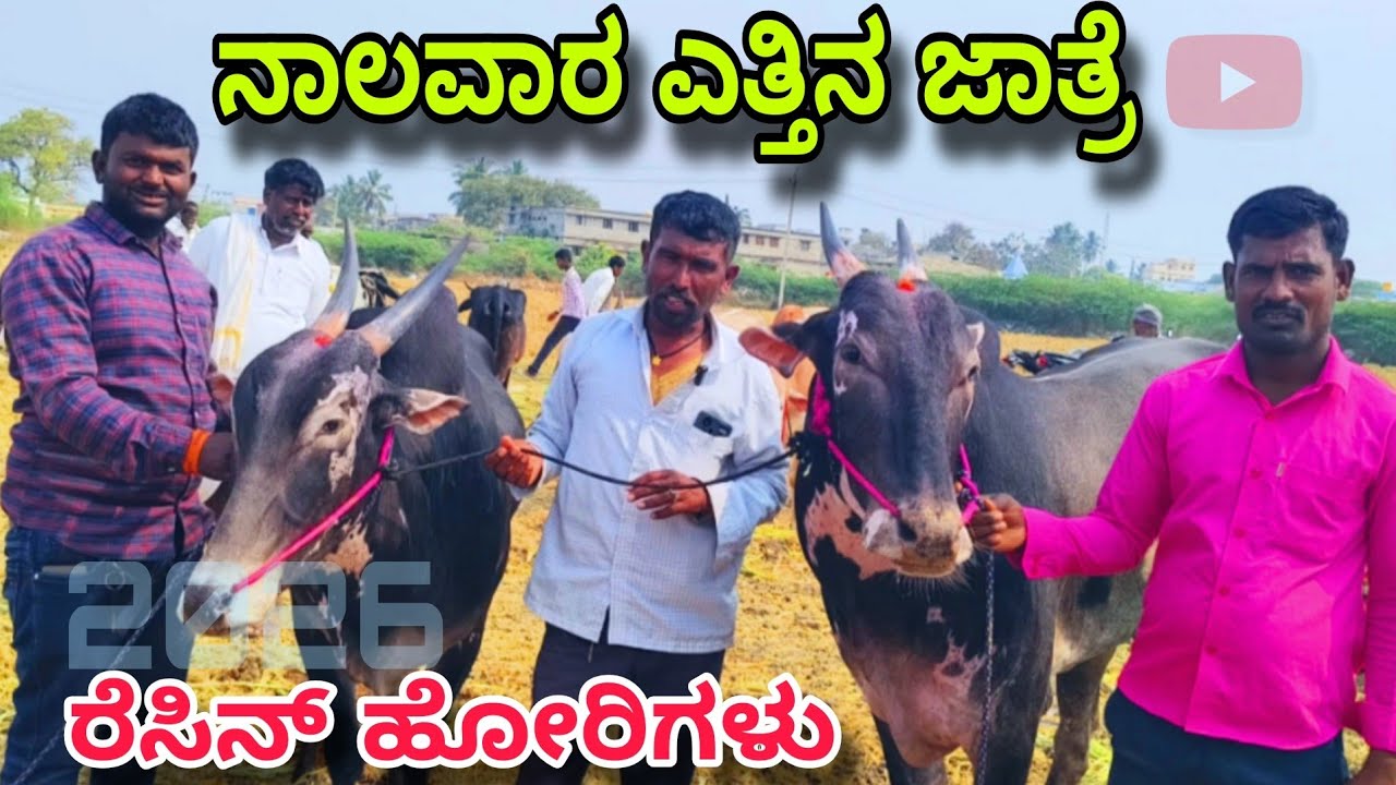 ನಾಲವಾರ ಜಾತ್ರೆ 2026| ರೈತರ ಎತ್ತುಗಳ ಜಾತ್ರೆ | naalavaara bulls market 2026