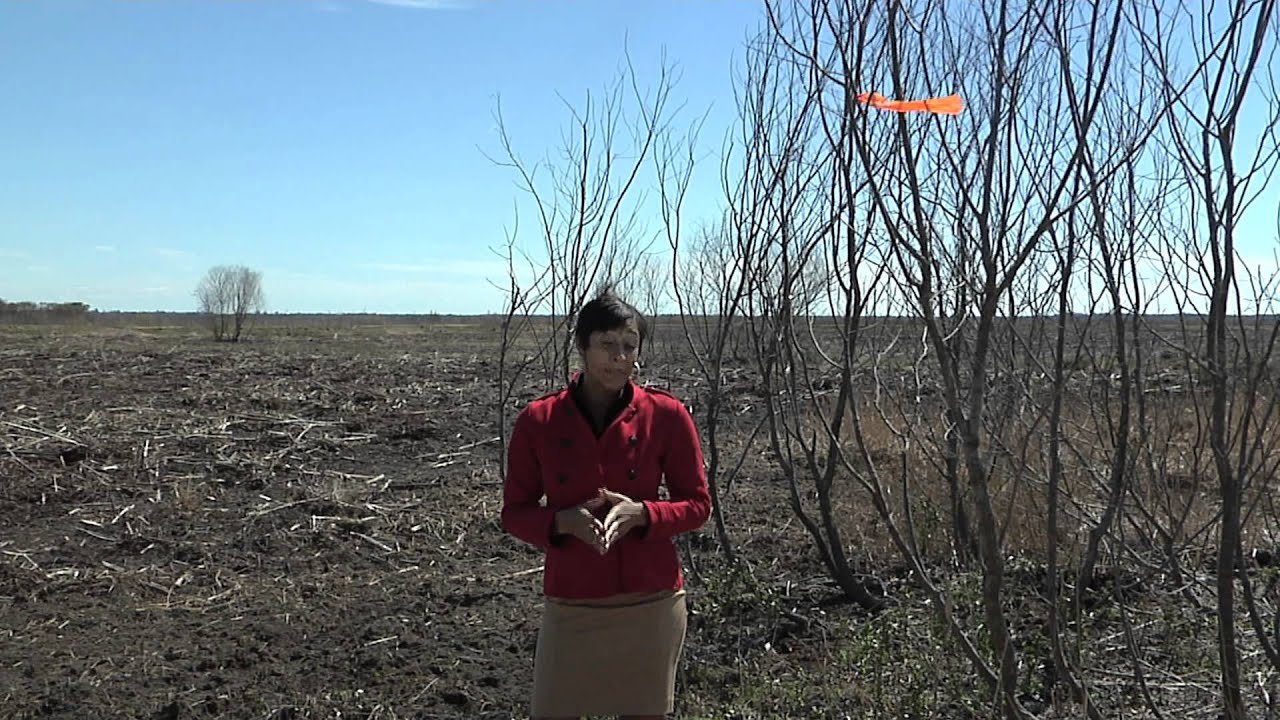 Paynes prairie to remove bison