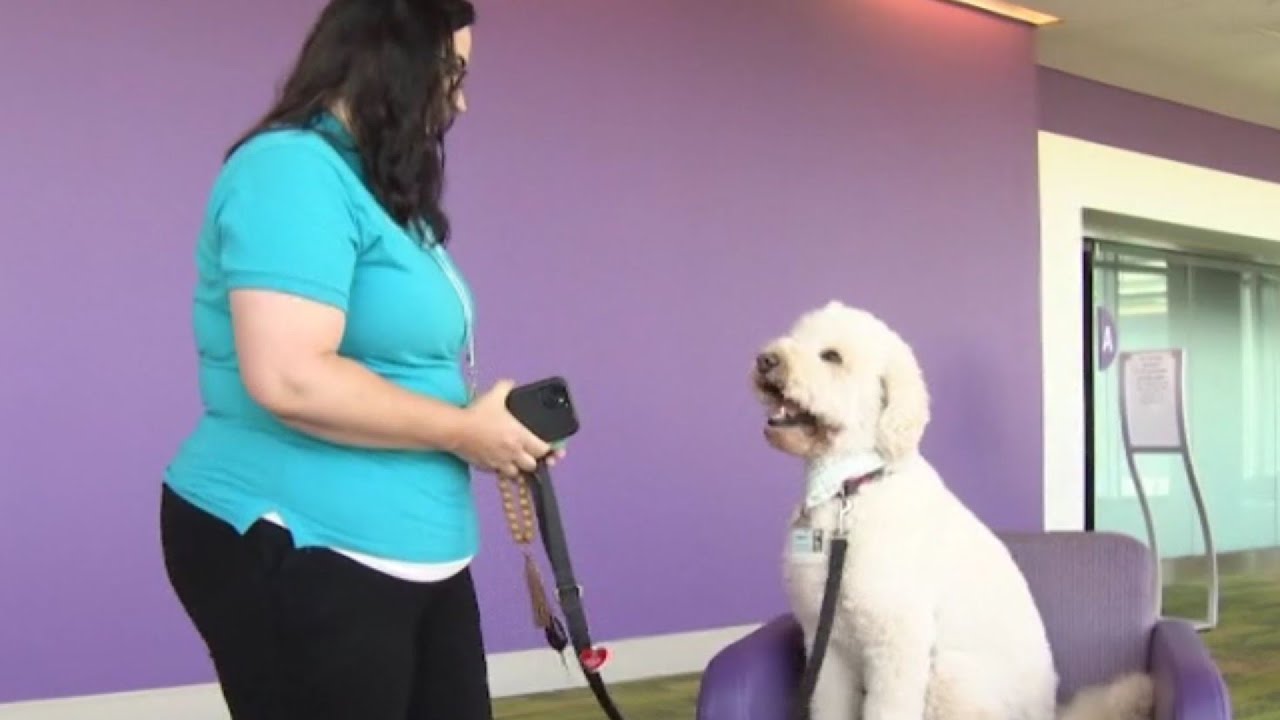 Volunteer therapy dog provides smiles to patients at Lake Nona children's hospital