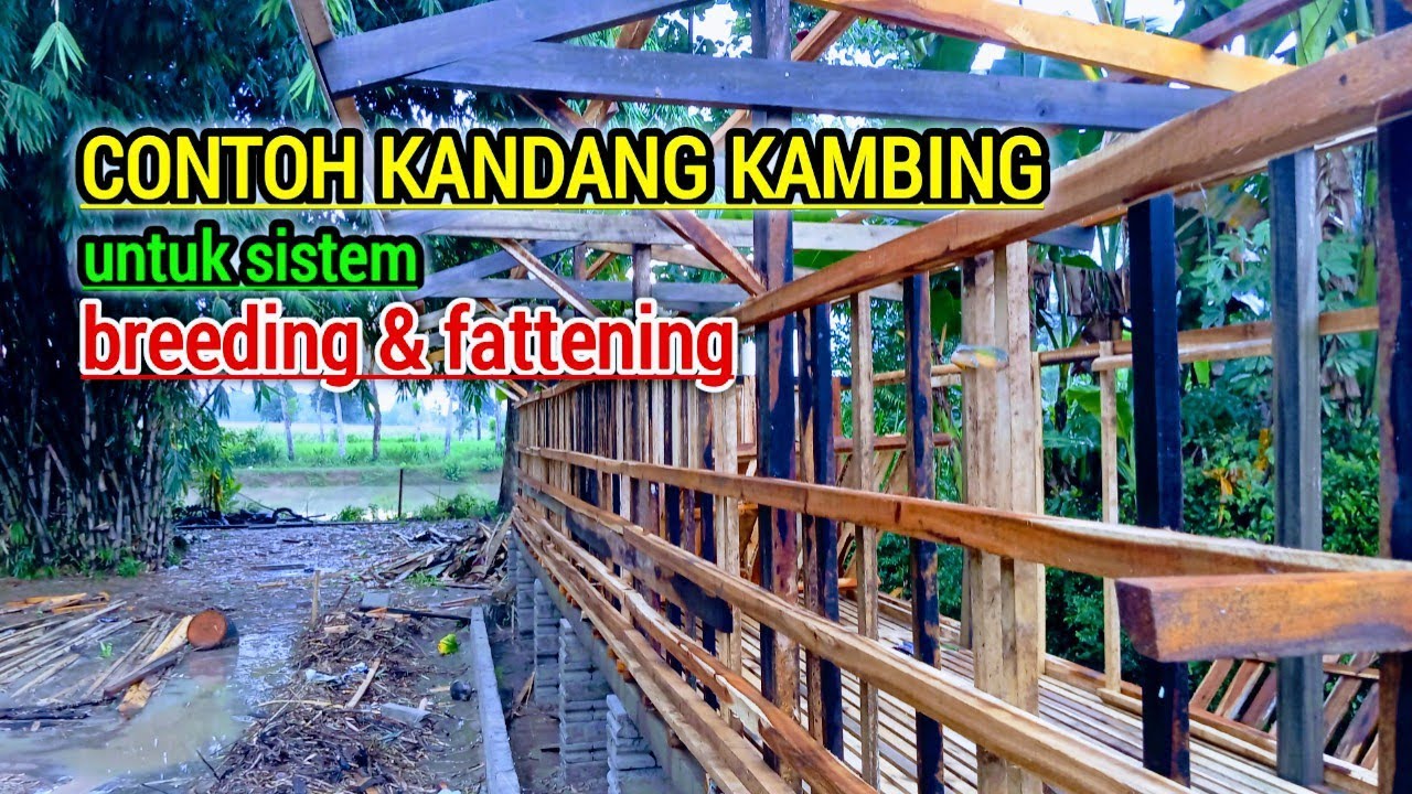 Rekomendasi Kandang Kambing Untuk Breeding & Fattening