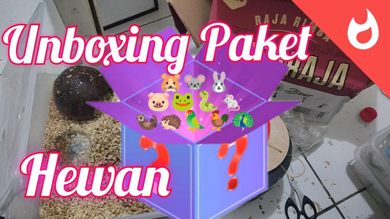 Unboxing Paket Hewan | African Pygmy Dormice #6