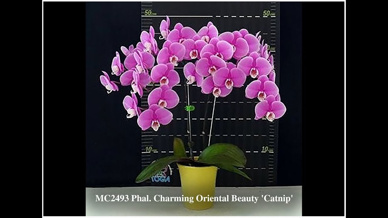 Episode 75 Fall/Winter  Care of Standard Type Phalaenopsis