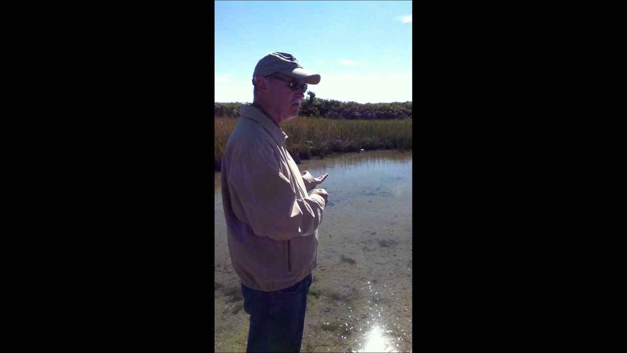 Importance of Saltmarsh Cordgrass, Dowses Beach.  -IMG 1442
