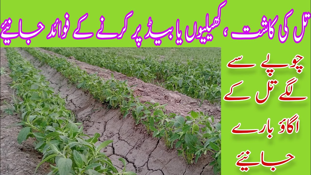 Till ko Kheliyon Pr Kasht Krne k Fawad k Bare Jnye| تل کو چوپے پر کاشت کرنے کے فوائد کیا ہیں جانئیے
