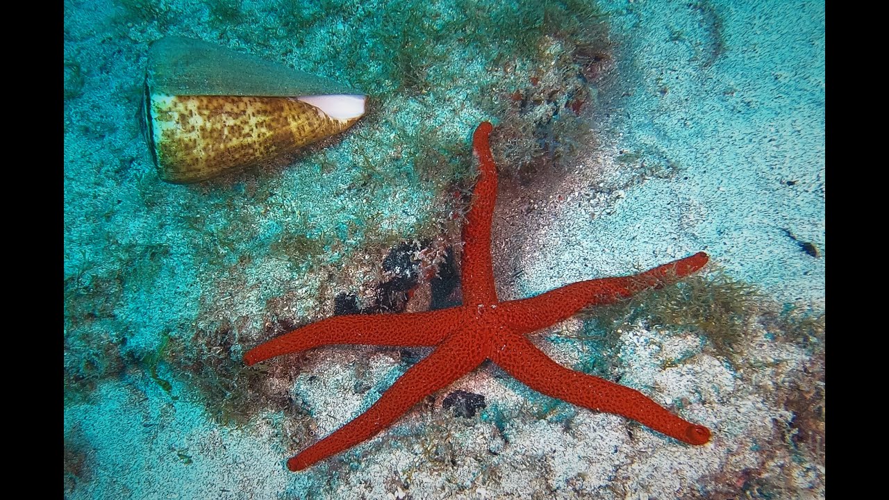 Lanzarote 2023, scuba diving with Bonito Diving
