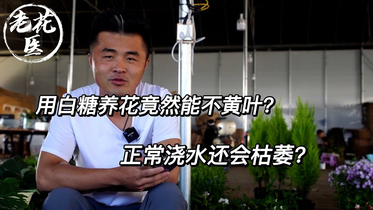 用白糖养花竟然能不黄叶？正常浇水还会枯萎？
