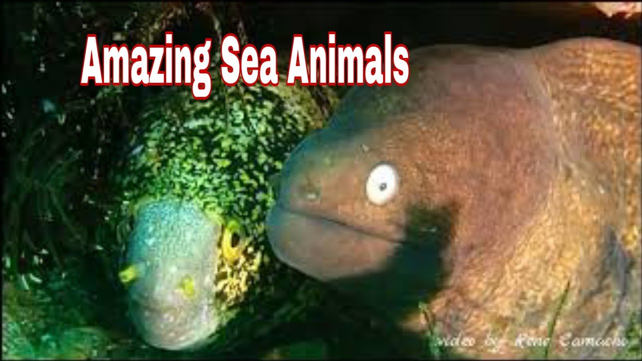 Amazing Sea Animals || Anilao Diving And Photography